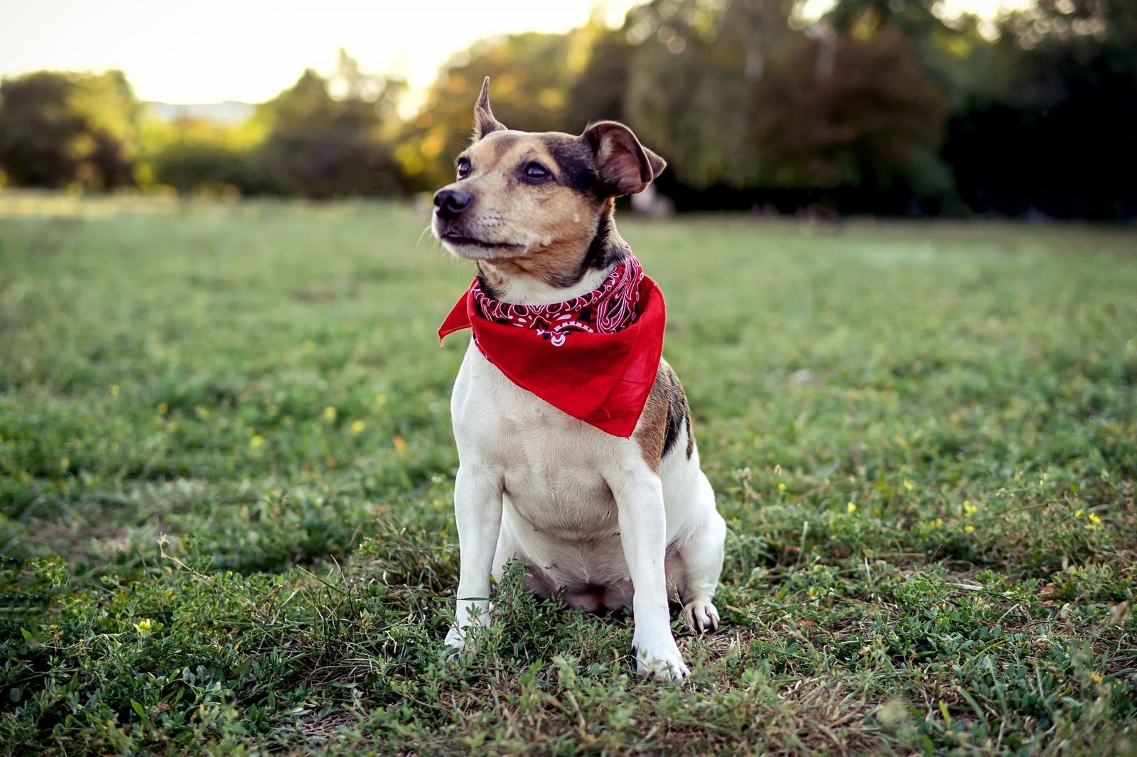 Perfect pets Cute dog puppy Jack Russell Terrier on green grass in doggy park Funny pet in red scart